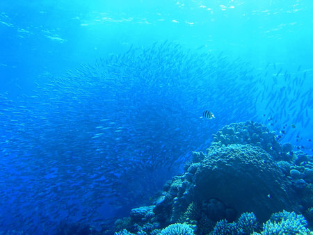 Shoal of fishの写真素材