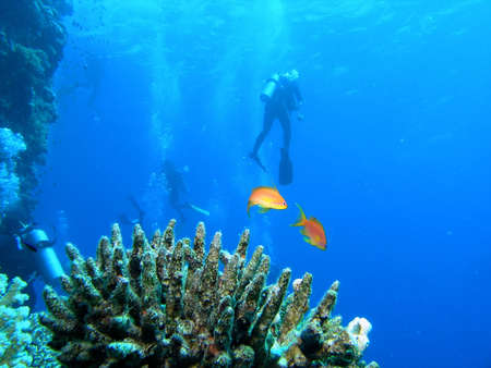 Divers on the reefの写真素材