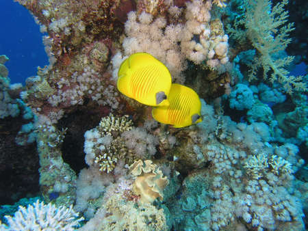 Butterfly Fishの写真素材