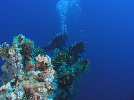 Divers on the reefの写真素材