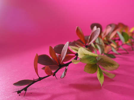 Dried plantsの写真素材