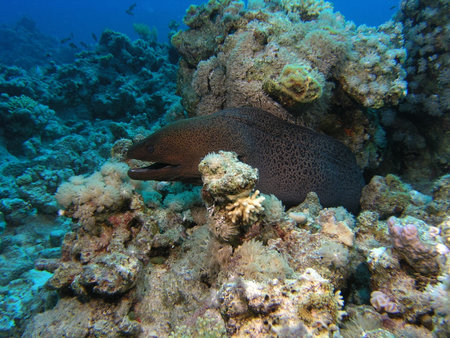Giant moray in the red sea