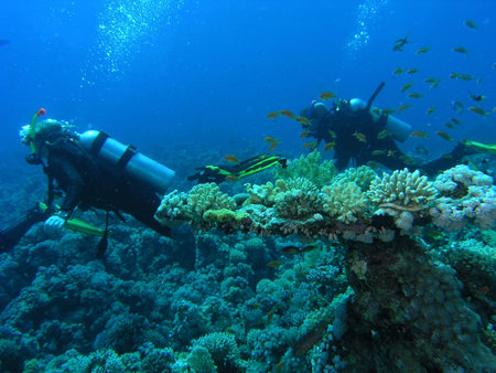 Diver on the coral reef in the red sea
