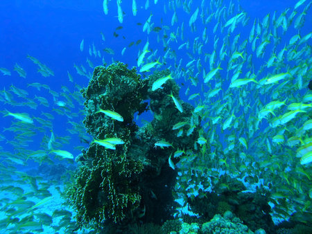 Shoal of fish      の写真素材