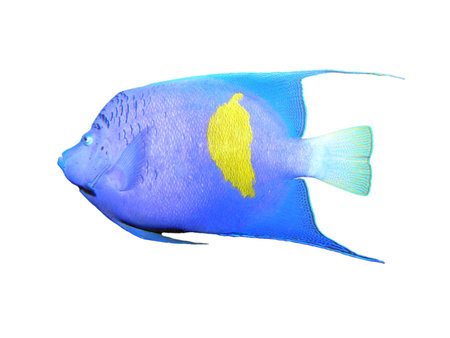 Angelfish on a white   