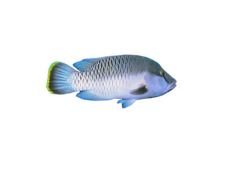 Isolated napoleon Fish on a white backgroundの写真素材