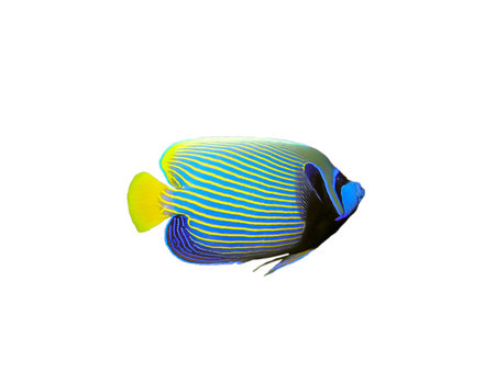 Isolated Emperor Angelfish on a white background  の写真素材