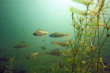 Shoal of perch  in the lakeの写真素材