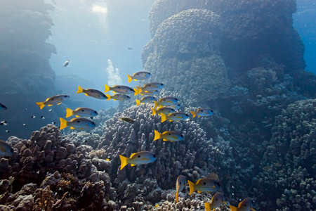 Onespot snapper on the coral reefの写真素材