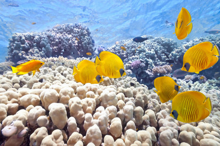 Shoal of butterfly fish on the coral reefの写真素材