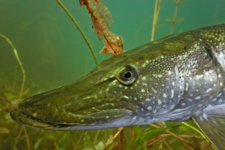 Pike headの写真素材