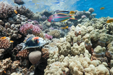 Coral scene on the reef in the red seaの写真素材