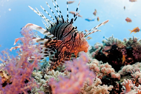 Lionfish on the coral reefの写真素材