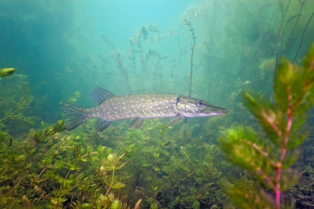 Pike in the lakeの写真素材