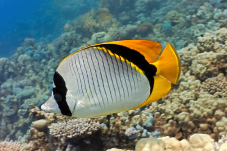 Butterflyfishの写真素材