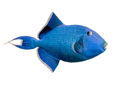 Blue triggerfish on whiteの写真素材