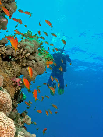 Diver under the coral reefの写真素材