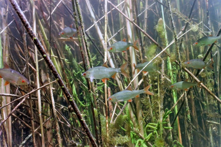 Shoal of ruddsの写真素材