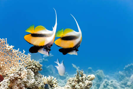 Bannerfish on the coral reef の写真素材