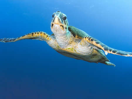 Sea turtleの写真素材