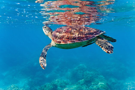 Green Sea Turtle