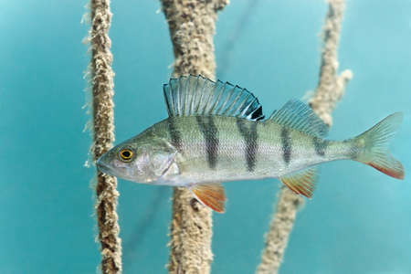 Pike in the lakeの写真素材