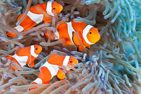 Clownfish on the anemone soft coralの写真素材
