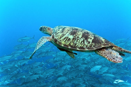Turtle and shoal  fish bigeye jack