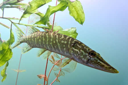 Pike in the lakeの写真素材