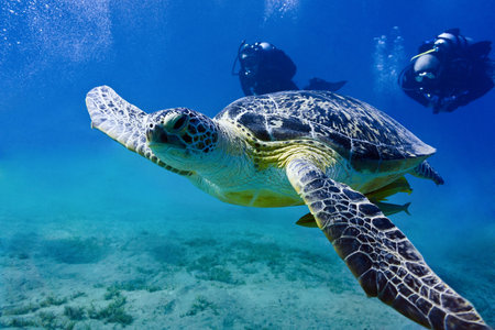 sea turtleの写真素材