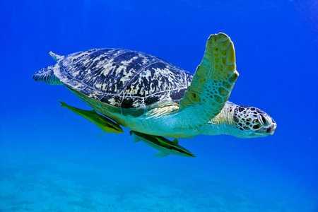 Sea turtle