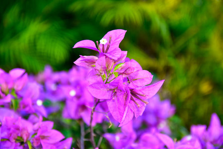 Tropical flower (Bougainvillea)