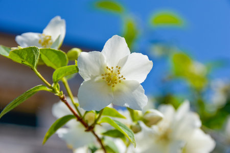 Philadelphus close up in blue sky
