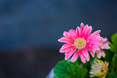 Fuchsia Calendula flower in a dark bokeh background.