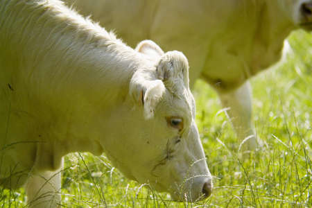 Cow 2の写真素材