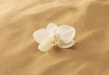 Orchid on sandの写真素材