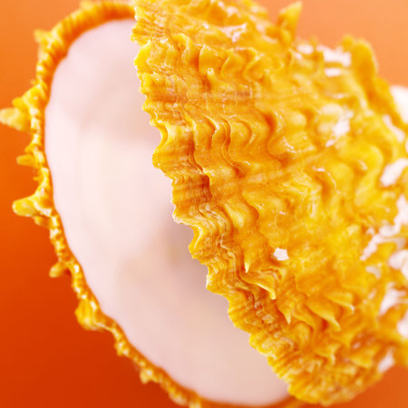 Orange shell