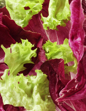 lettuce close up2の写真素材