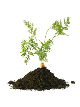 Carrot growing in a pile of soilの写真素材