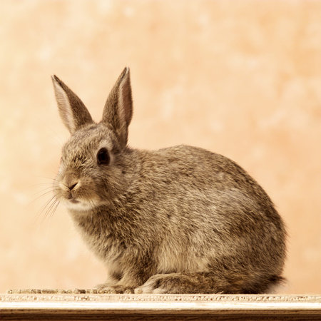 Brown rabbit sitting on the groundの写真素材