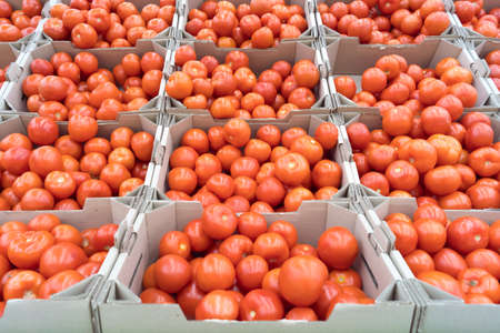 red tomatoes in boxesの写真素材
