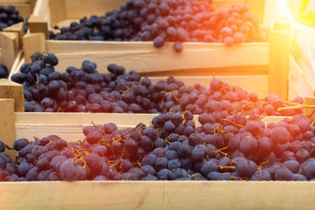 dark grapes in boxesの写真素材