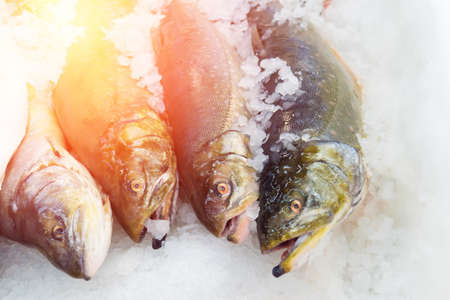 salmon on iceの写真素材