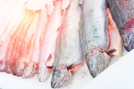 salmon on iceの写真素材