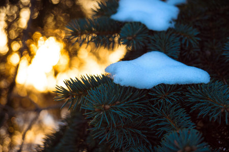 snow on the fir treesの写真素材