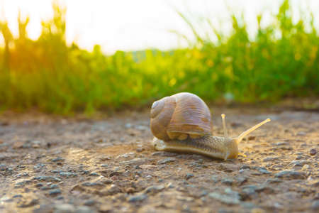 snail in the grass on a sunny dayの写真素材