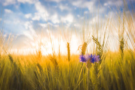 Blue flower against a wheat fieldの写真素材