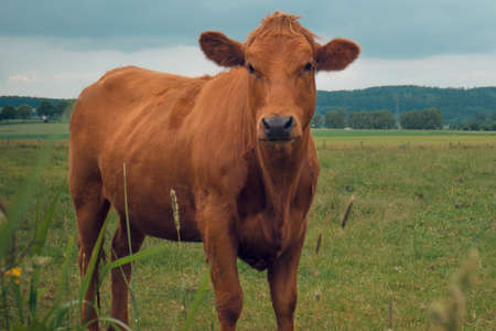 Cow in the field against the background of the mountainsの写真素材