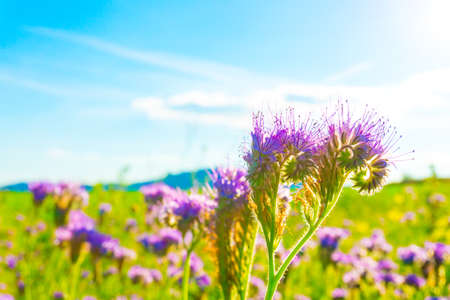 Meadow purple flower near the mountainsの写真素材