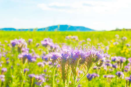 Meadow purple flower near the mountainsの写真素材